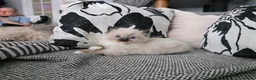 Ragdoll cats for sale: GCCF REGISTERED RAGDOLL KITTENS  - Advert 10