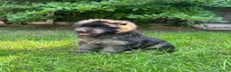 German Shepherd dogs for sale: Stunning GSD working line puppies  - Advert 6