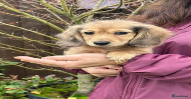 Miniature Dachshund dogs - Advert 12