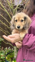 Miniature Dachshund dogs - Advert 12