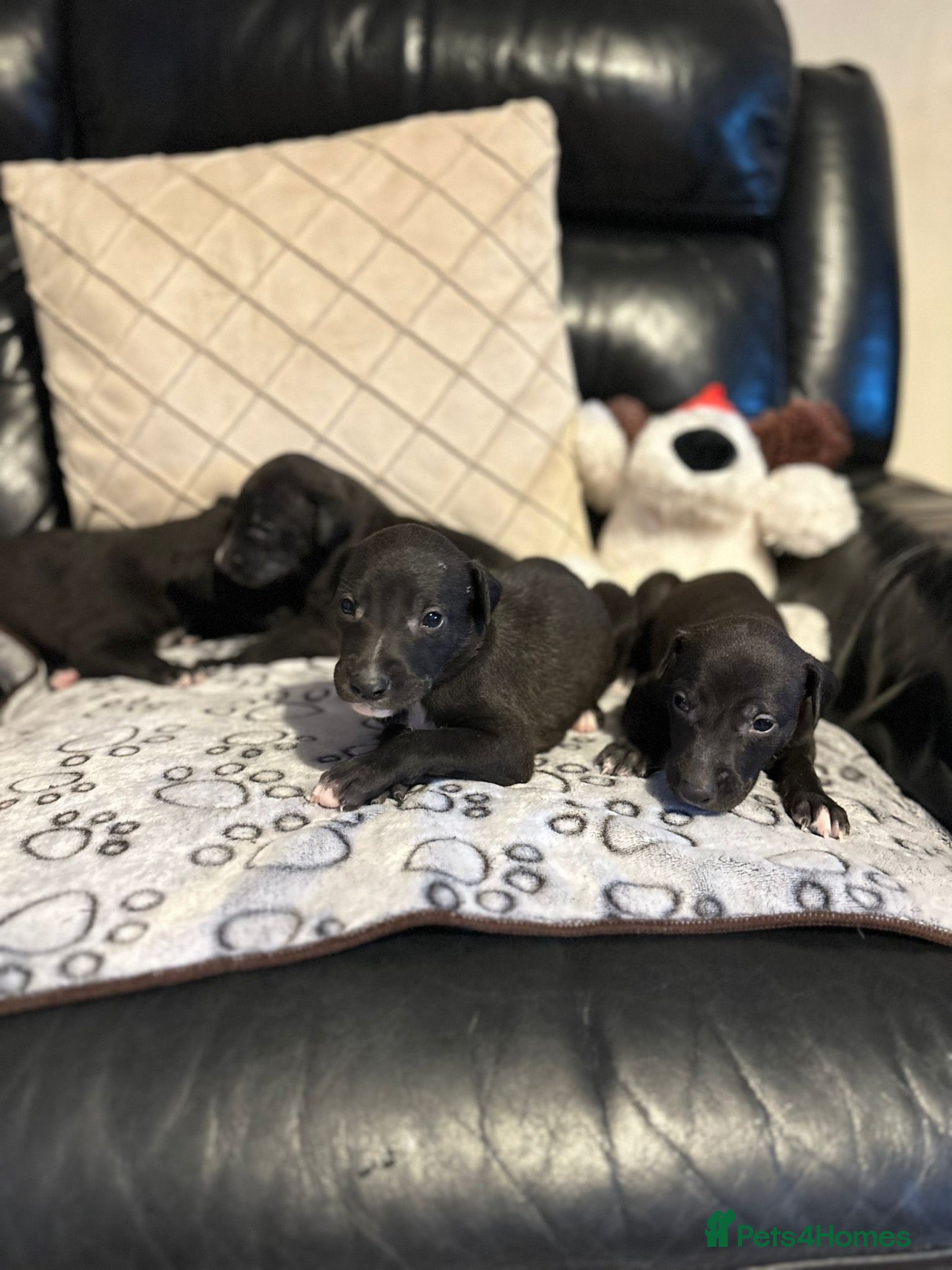 Lurcher dogs Stunning Lurcher puppies  - Advert 1