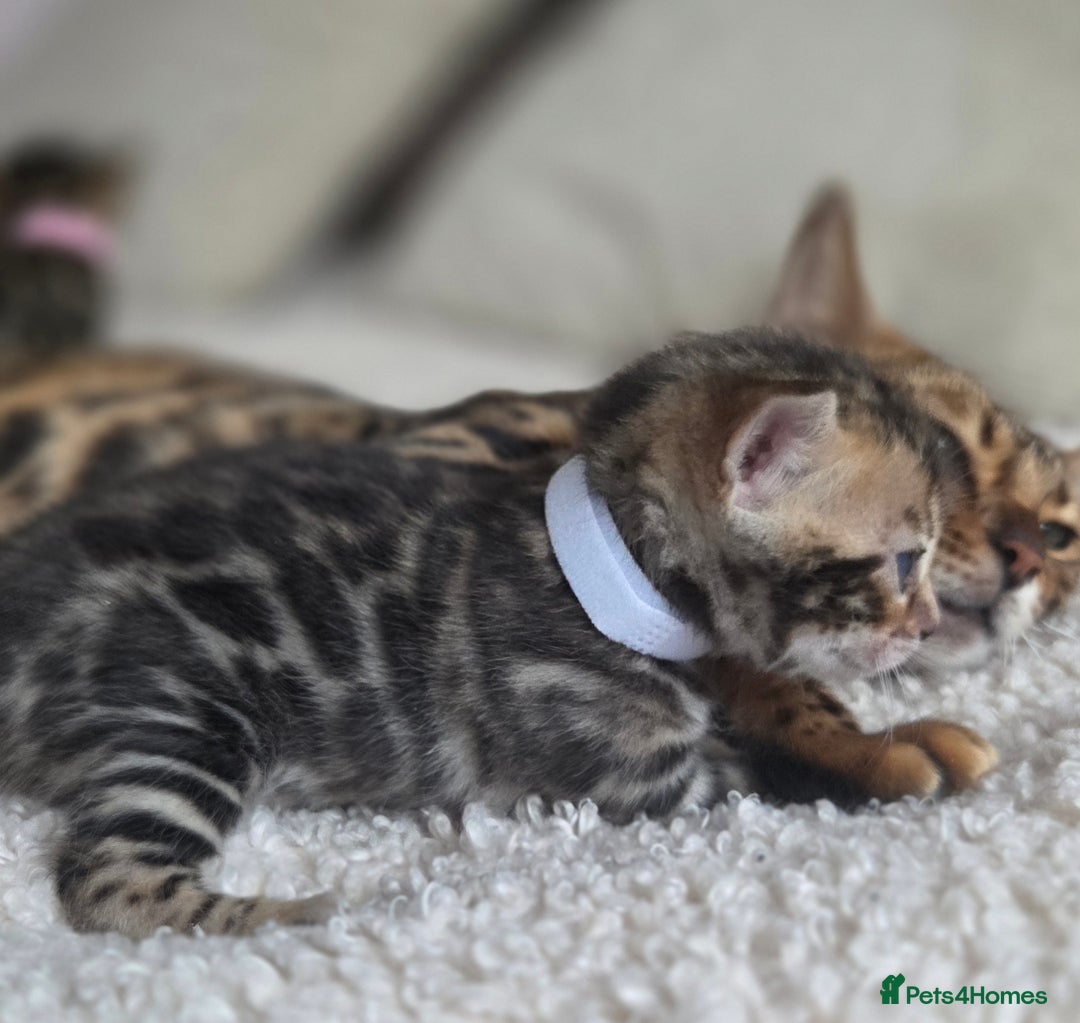 Bengal cats for sale: Georges Tica registered Bengal kittens  - Advert 4