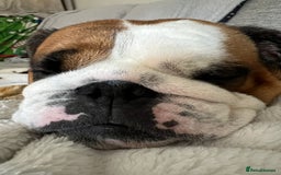 English Bulldog dogs for sale: Beautiful bulldog in Crowborough - Image 3