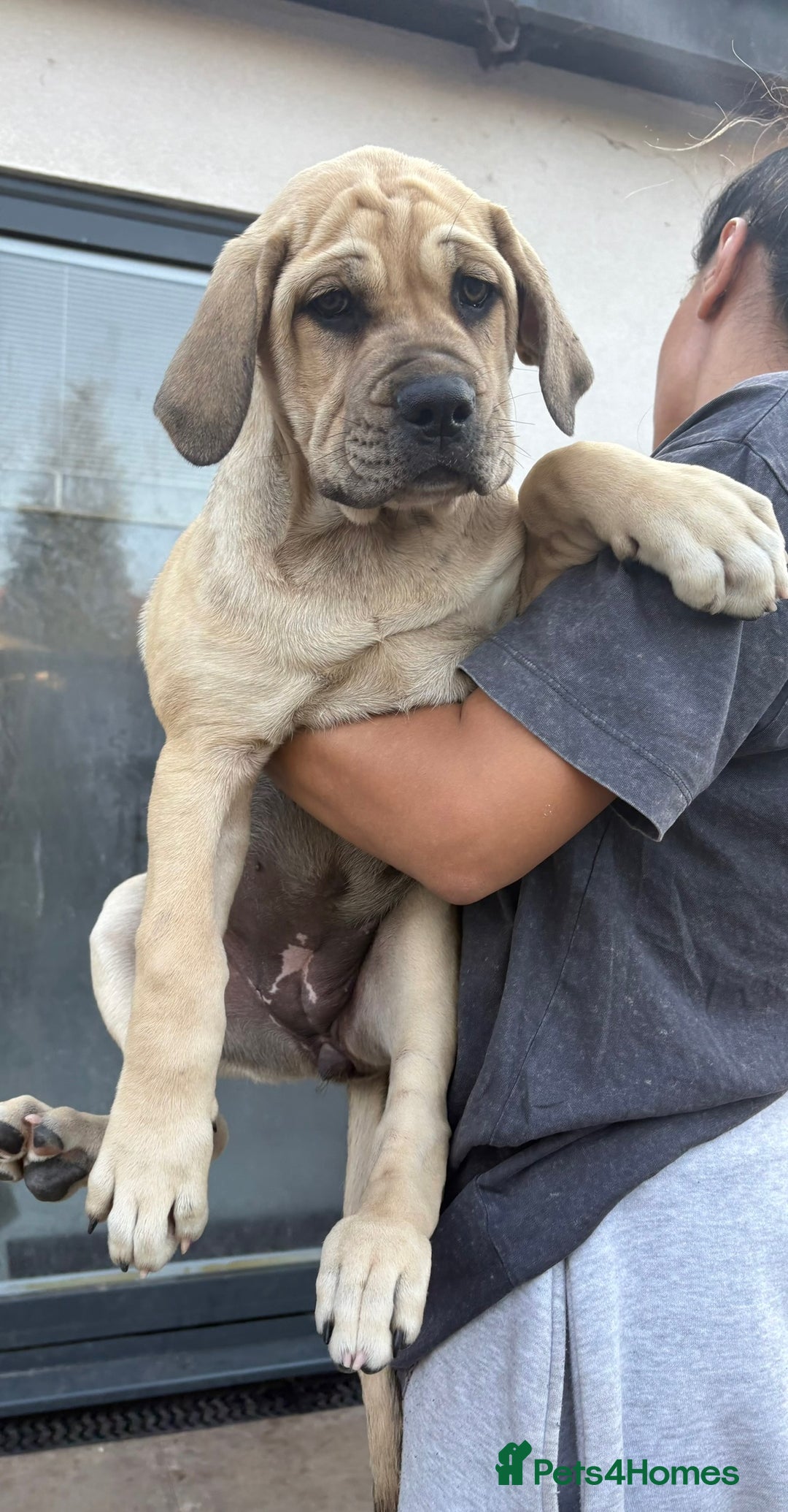 Cane Corso dogs for sale: Cane Corso puppies  - Image 5