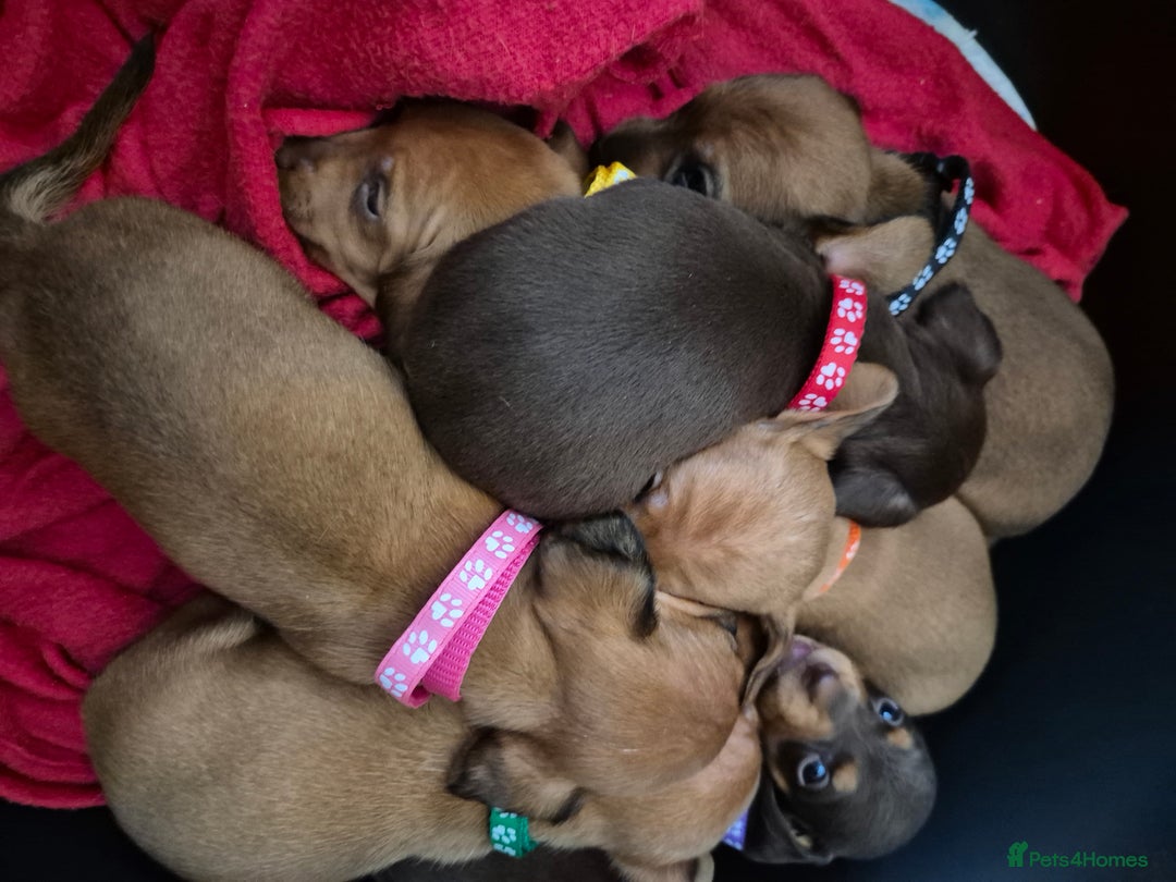 Dachshund dogs for sale: Smooth Haired Dachshund puppies - Advert 15