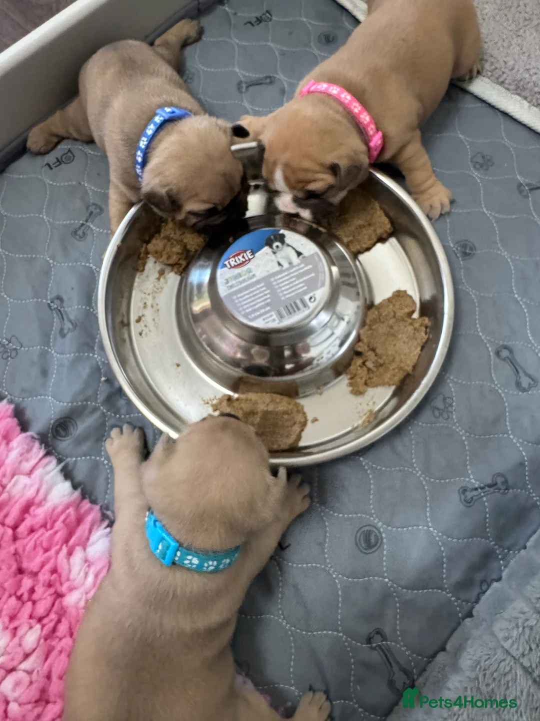 Mixed Breed dogs for sale: French bulldog/ British bulldog puppies  - Advert 18
