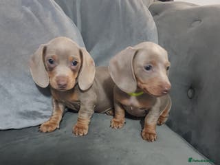 Miniature Dachshund dogs Miniature dachshund - Advert 12