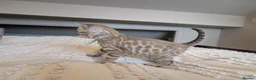 Bengal cats for sale: 🖤🩶🤍 Stunning Bengal Kittens 🤍🩶🖤 - Advert 28