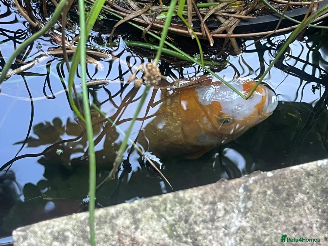 Koi Carp fish for sale: 3 Koi fish for sale - Image 2