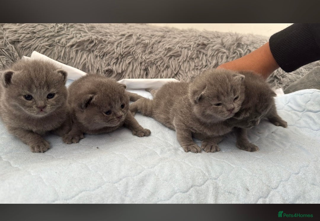 British Shorthair cats for sale: 8 week old British shorthair  - Image 12