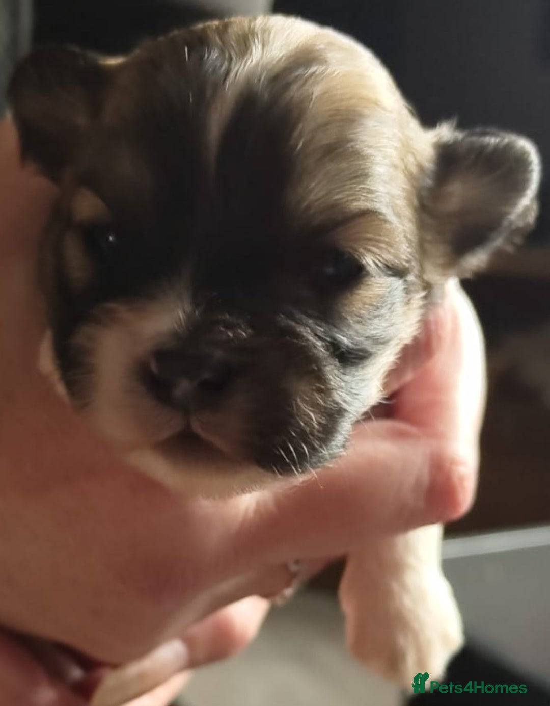 Lhasa Apso dogs for sale: KC REG LHASA APSO PUP(1 left) RED BOY) - Advert 11