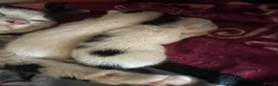 Mixed Breed cats for sale: 🐱Adordable Turkish Van x Ragdoll Kittens🐱 - Advert 5