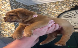 Dogue De Bordeaux dogs for sale: 6 stunning chunky Douge de Bordeux pups - Image 26