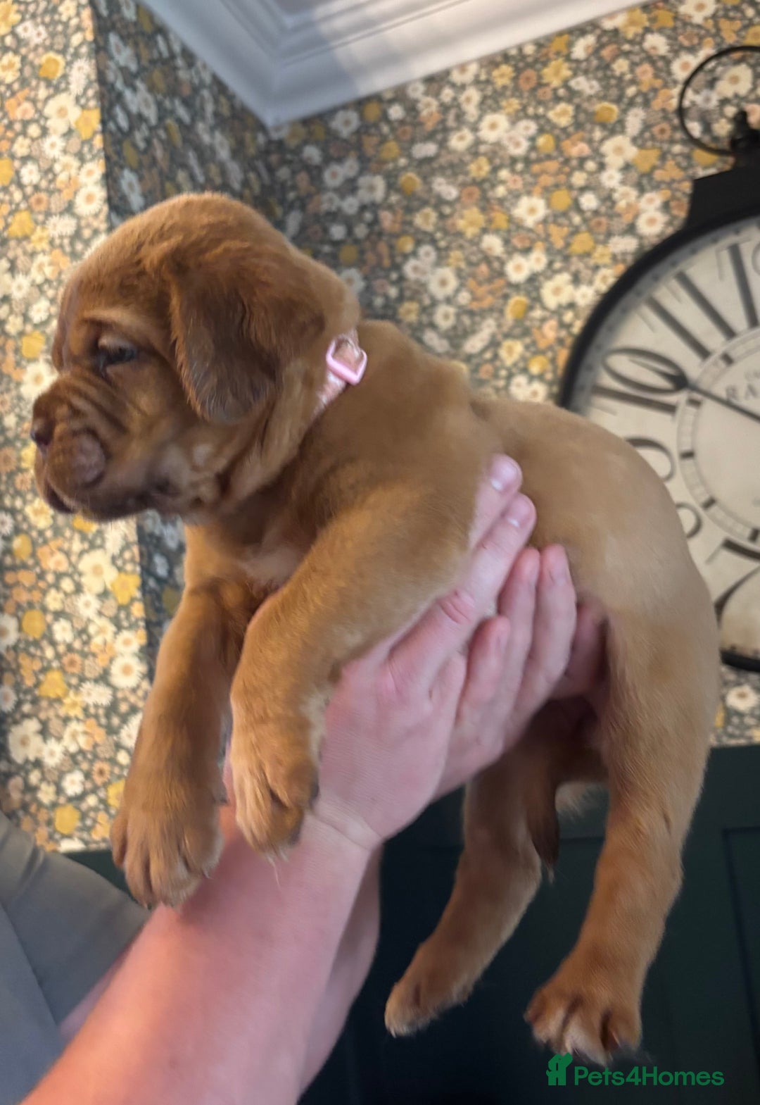 Dogue De Bordeaux dogs for sale: 6 stunning chunky Douge de Bordeux pups - Image 26