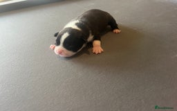 Mixed Breed dogs for sale: StaffyXAmerican bulldog puppies  - Image 38