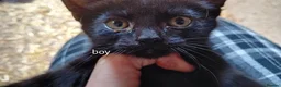 Mixed Breed cats for sale: Farm kittens black and white - Advert 3