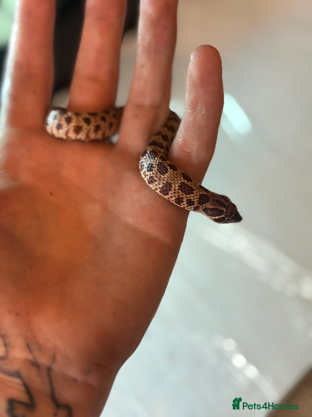 Python Snake reptiles for sale: CHECK DESCRIPTION !!! - Image 5