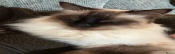Ragdoll cats for sale: Gorgeous loving boy seeks rural home in Steyning - Advert 3