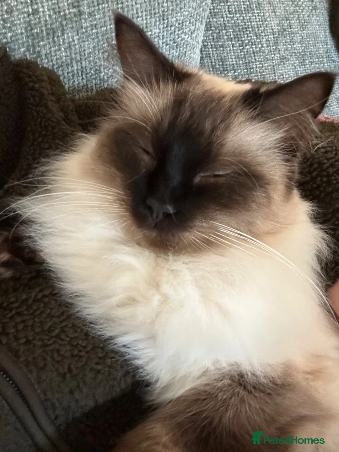Ragdoll cats for sale: Gorgeous loving boy seeks rural home in Steyning - Advert 3