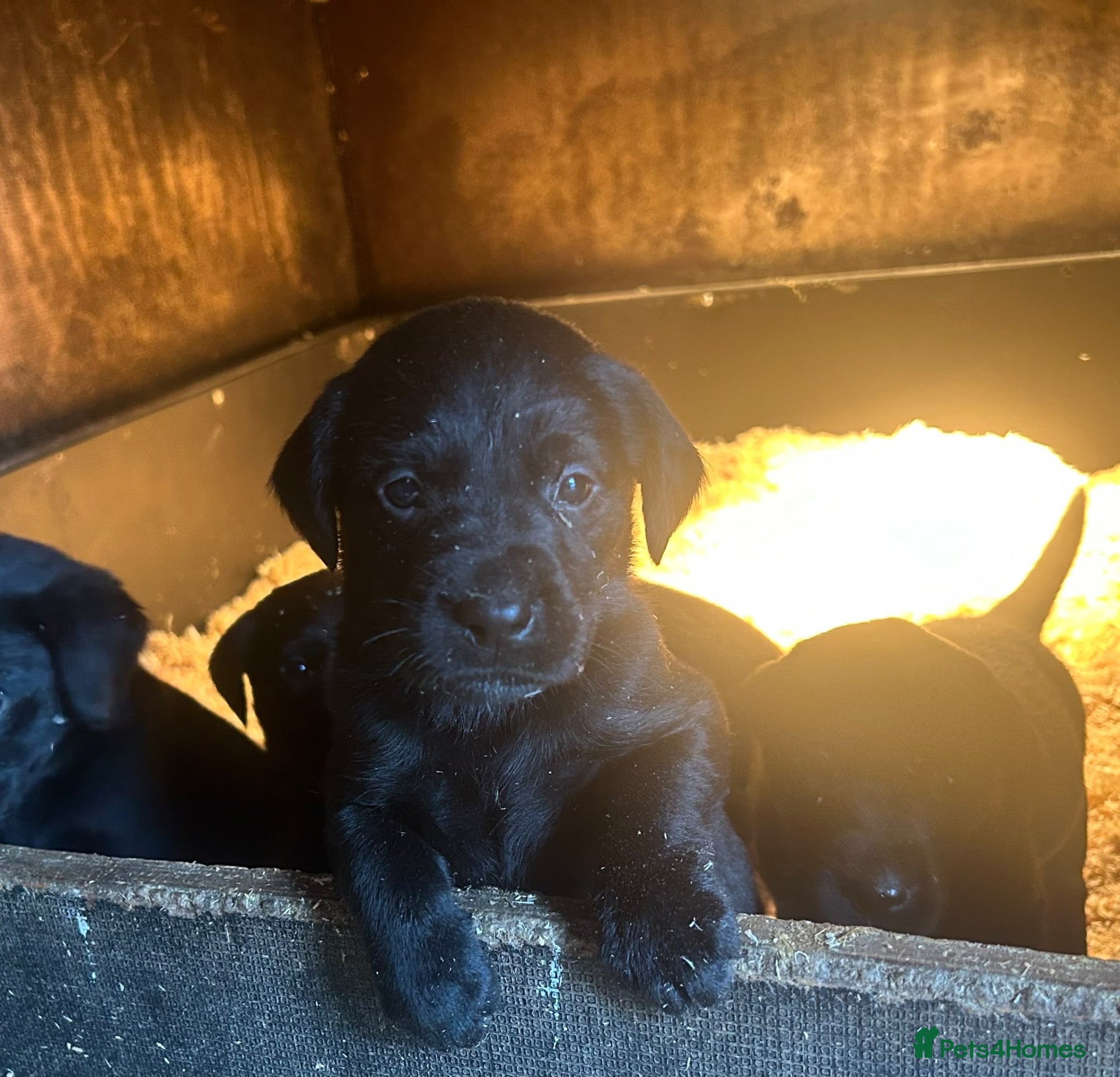 Labrador Retriever dogs for sale: Beautiful litter of KC Black Labradors - Advert 2