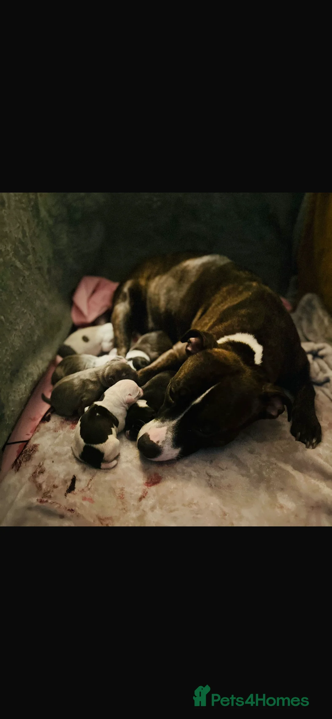 Staffordshire Bull Terrier dogs for sale: Staff Pups in Redruth - Advert 2