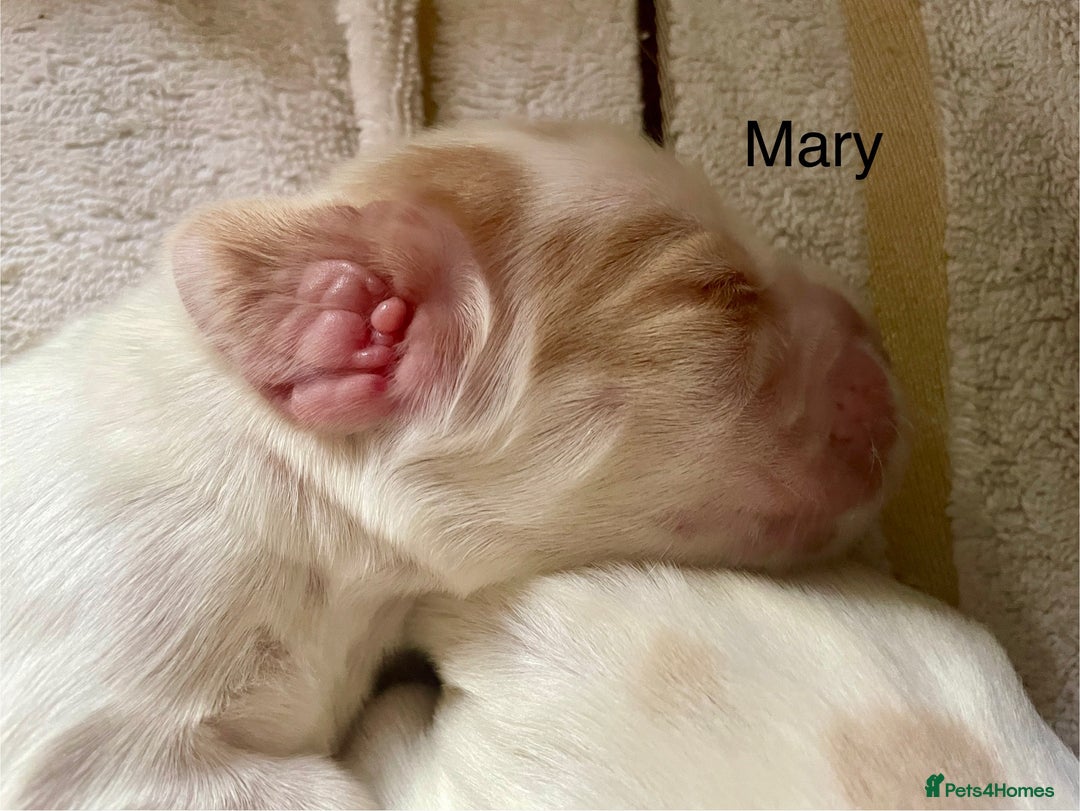 Cocker Spaniel dogs for sale: Your “furever” friend is here - Advert 26