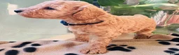 Miniature Poodle dogs for sale: 🐩KC-registered Miniature Poodles Raised with care - Advert 12