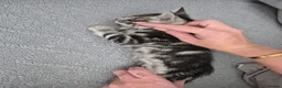 Mixed Breed cats for sale: Mixed bengal kittens - Advert 22