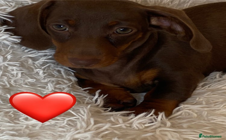 Miniature Dachshund dogs - Advert 1