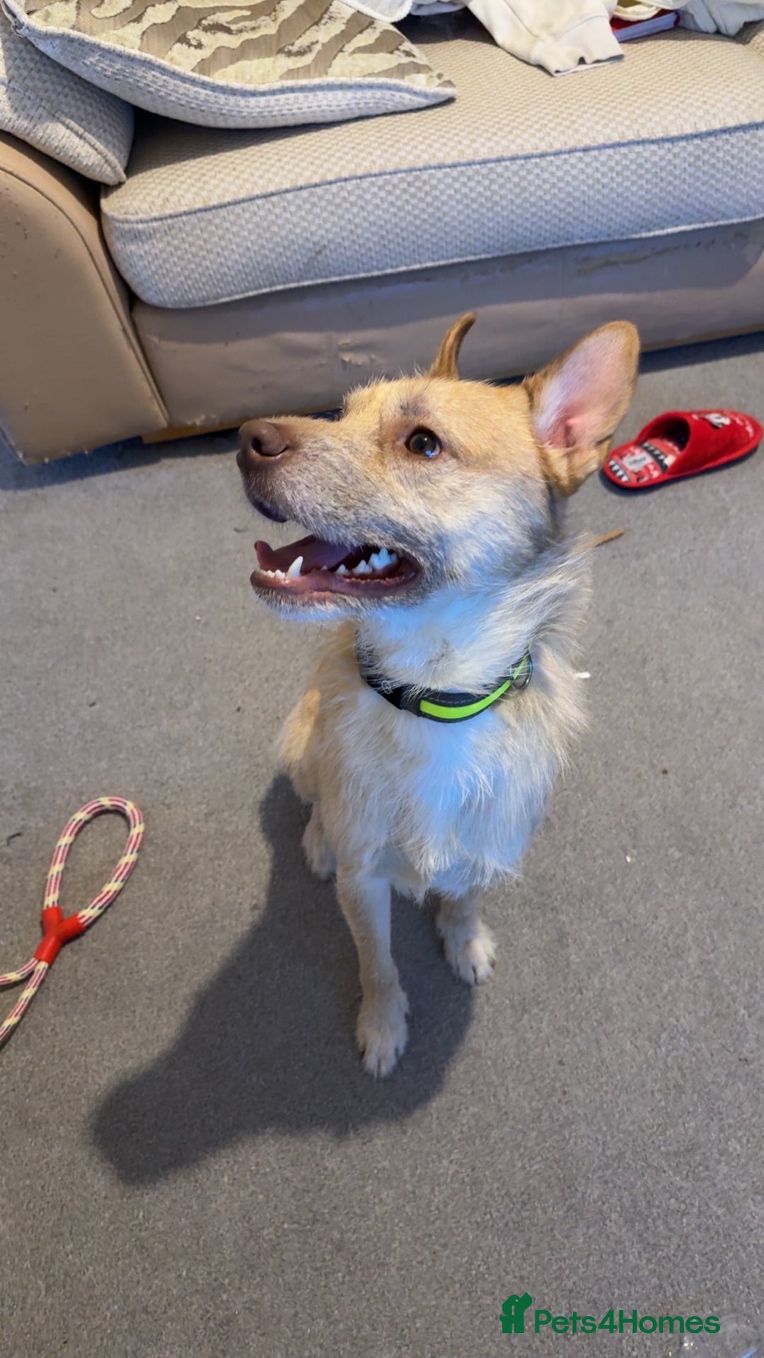 Mixed Breed dogs for sale: Cookie - Advert 2