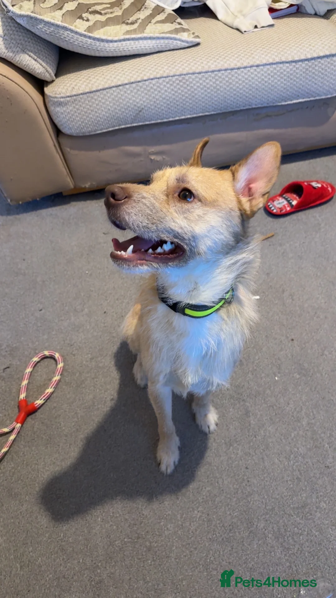 Mixed Breed dogs for sale: Cookie - Advert 2