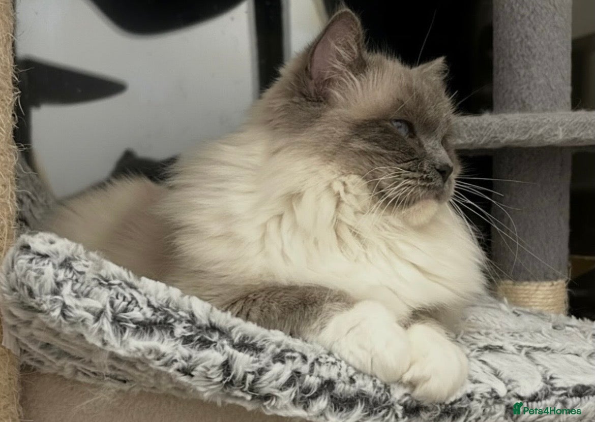 Ragdoll cats GCCF registers adult blue mitted female - Advert 1