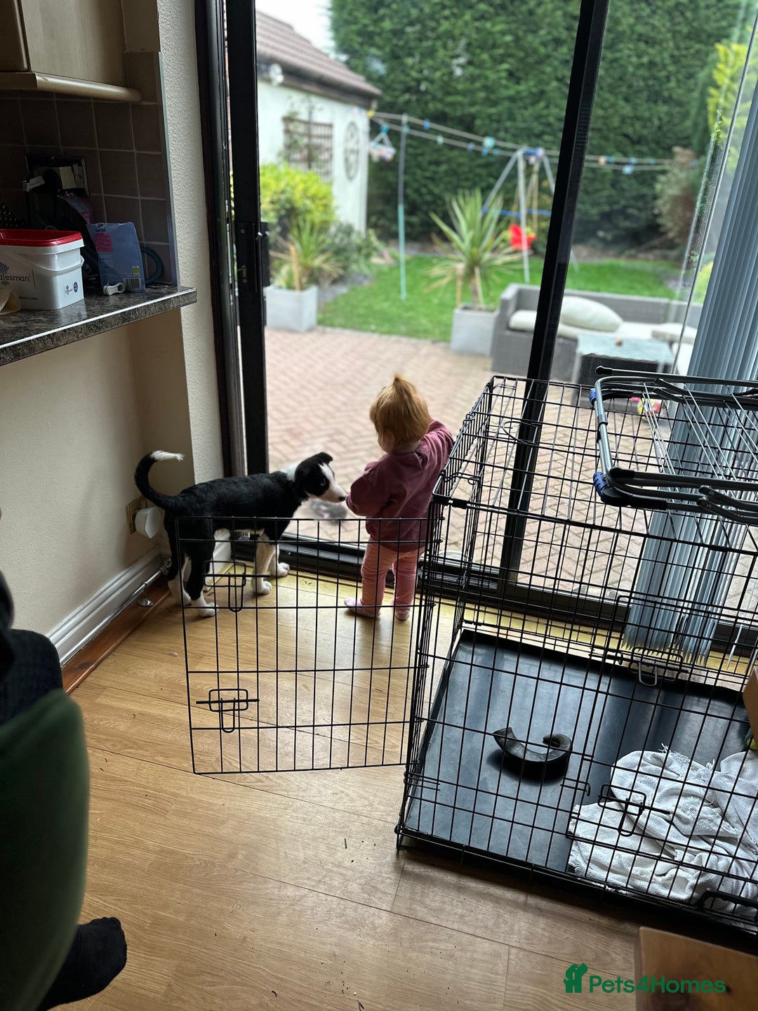 Border Collie dogs for sale: Border collie puppy for sale  - Image 3