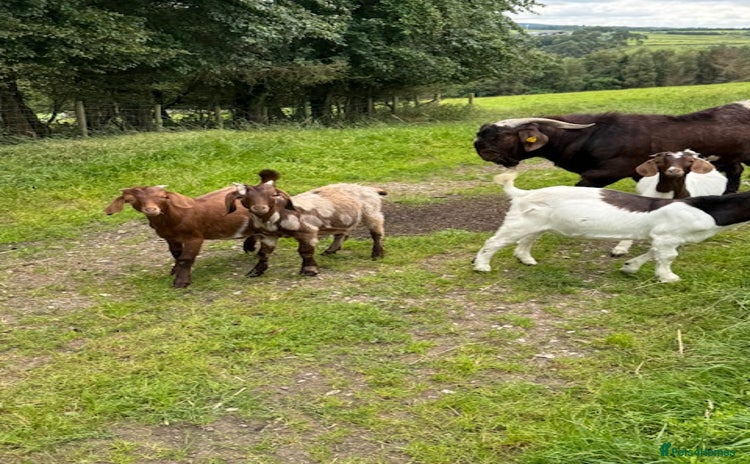 Goats livestock - Advert 4