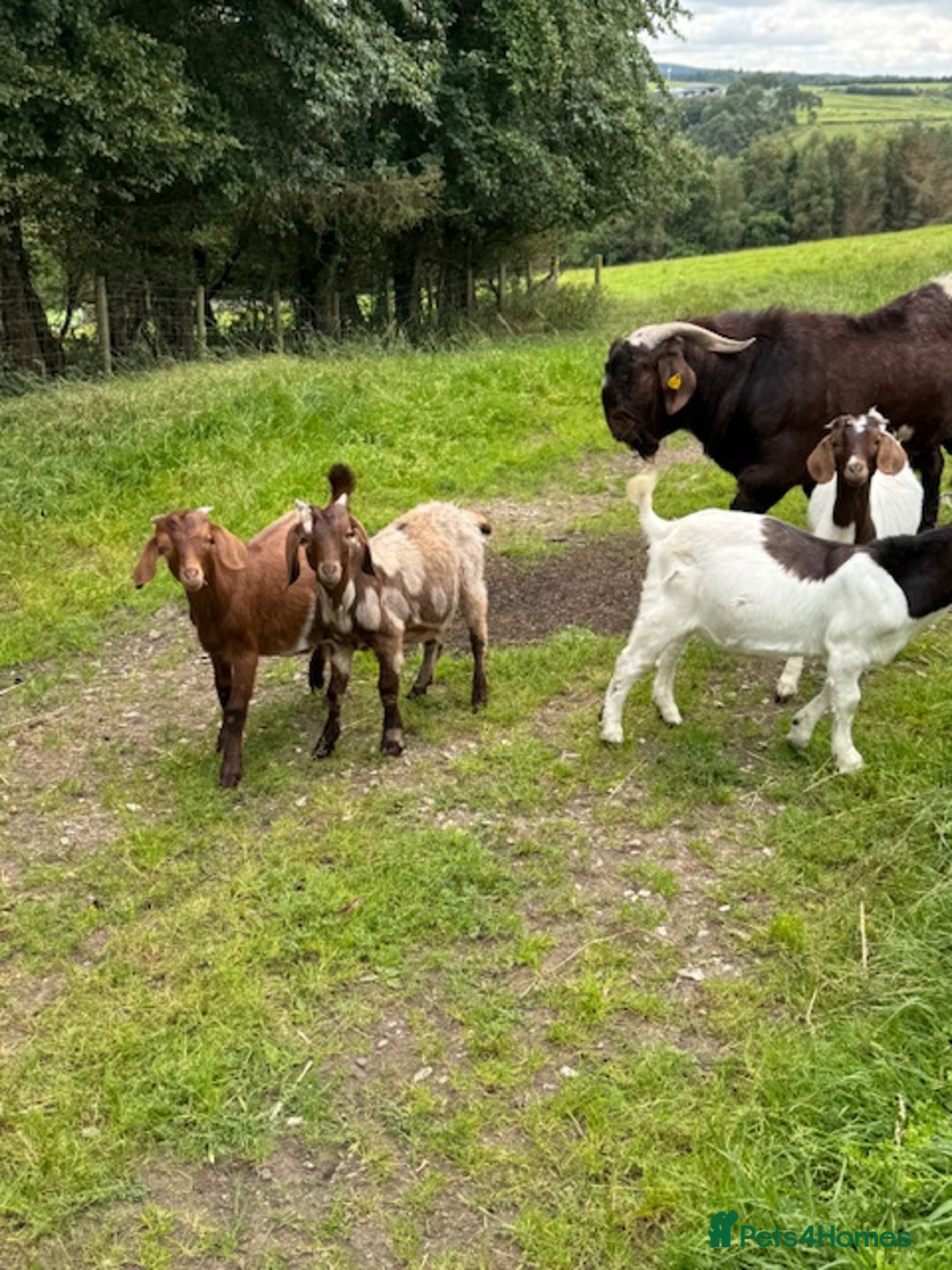 Goats livestock for sale:  Boer Goat kids - Image 2