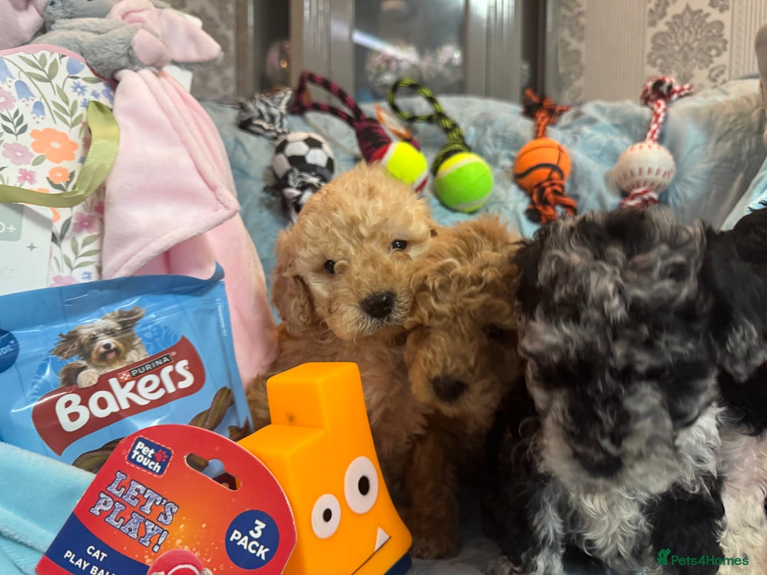 Cockapoo dogs for sale: Cockapoo puppies  - Advert 14