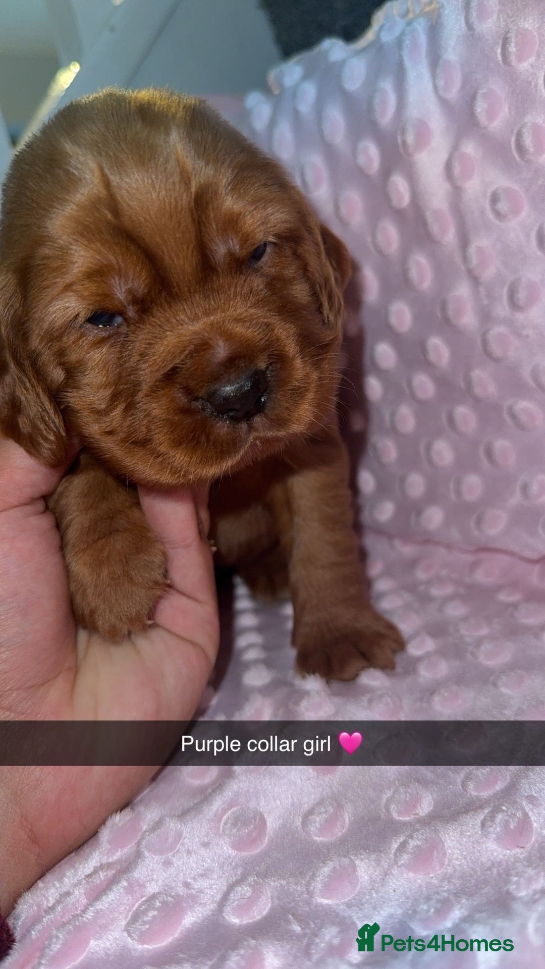 Cocker Spaniel dogs for sale: Red cocker spaniel  - Image 10