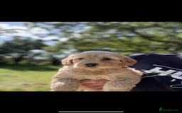 Labradoodle dogs for sale: 🐶 Labradoodle puppies for sale 🐶 - Image 10