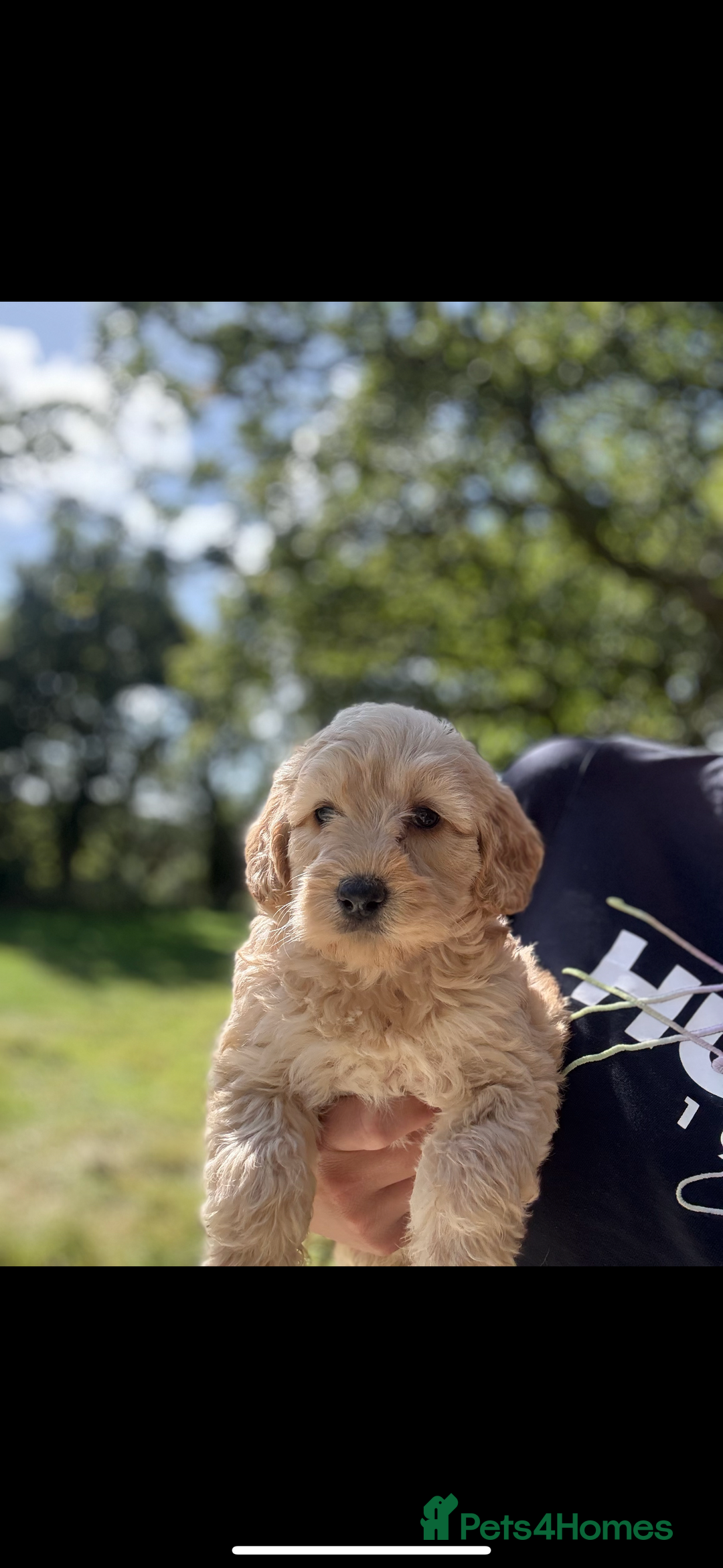 Labradoodle dogs for sale: 🐶 Labradoodle puppies for sale 🐶 - Image 10