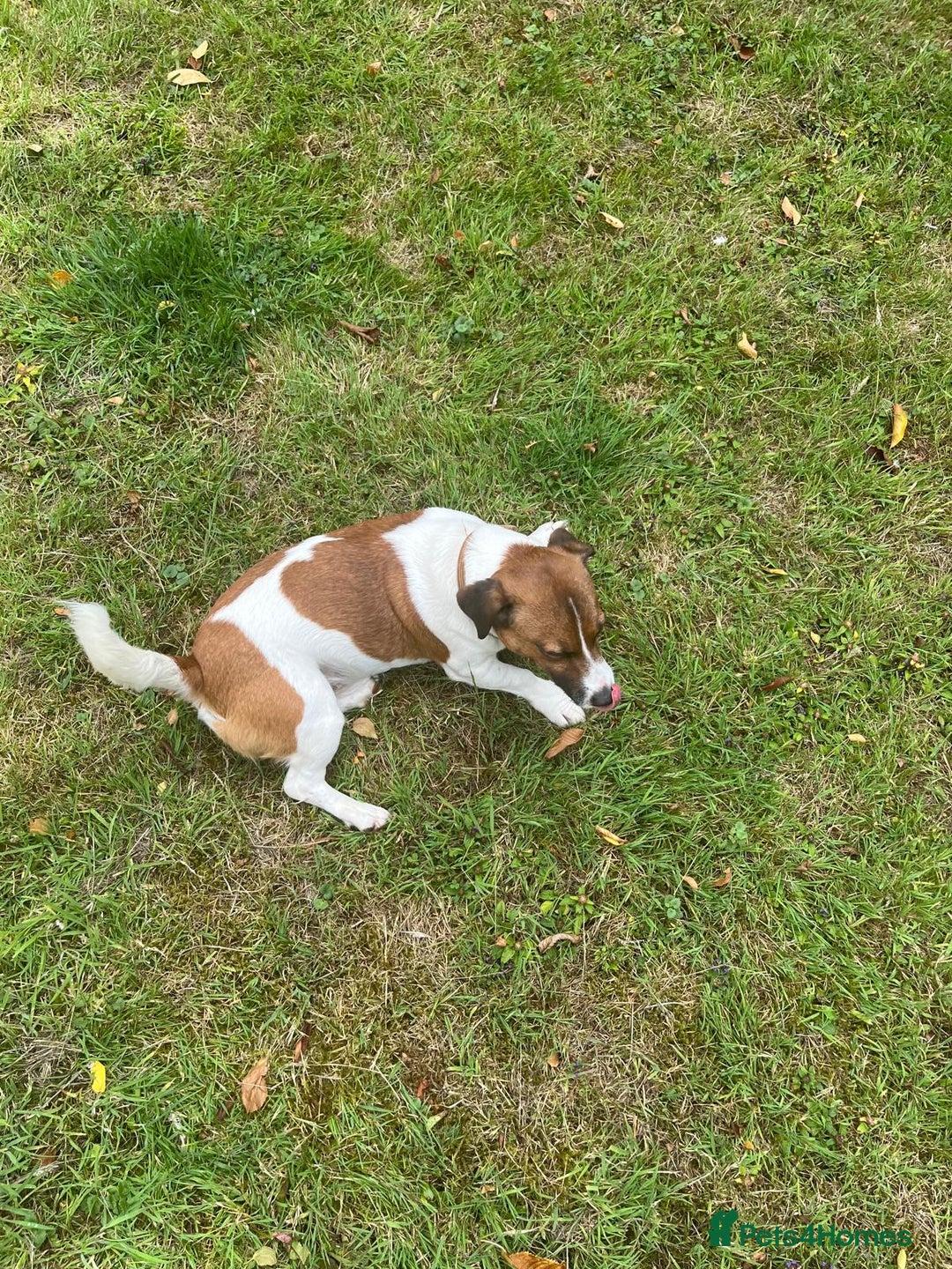 Jack Russell dogs for stud: Jack Russell Stud - Image 8
