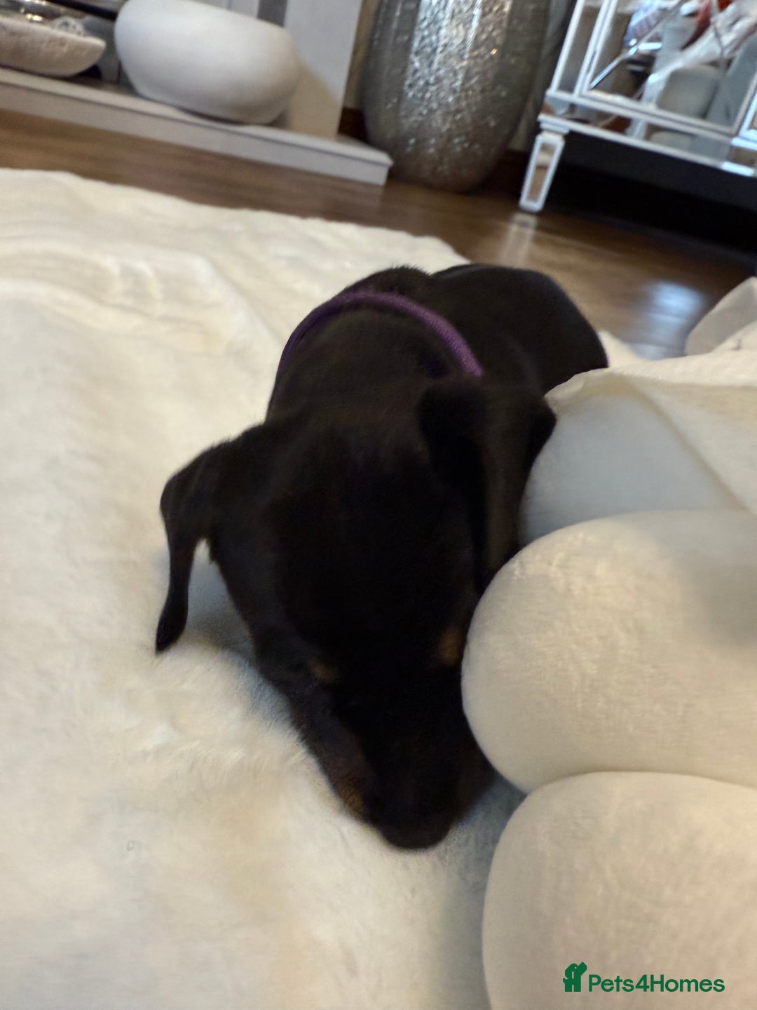 Dachshund dogs for sale: Dachshunds for sale   - Image 35