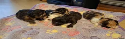 Mixed Breed cats for sale: Kittens  - Advert 4