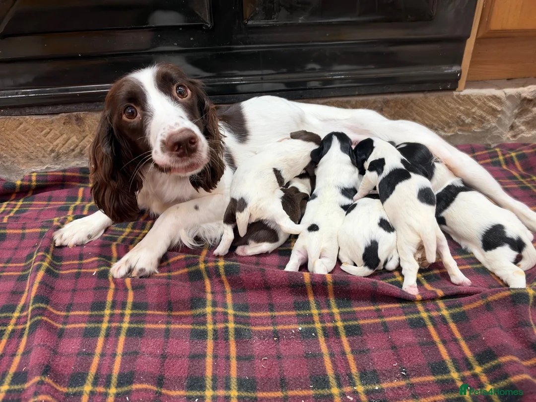 English Springer Spaniel dogs for sale: Stunning Springer Spaniels - Advert 12