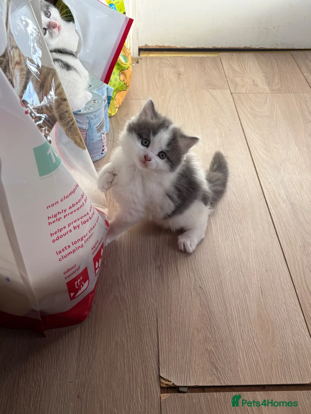 Mixed Breed cats for sale: 4 kittens available  in Bedford - Advert 2
