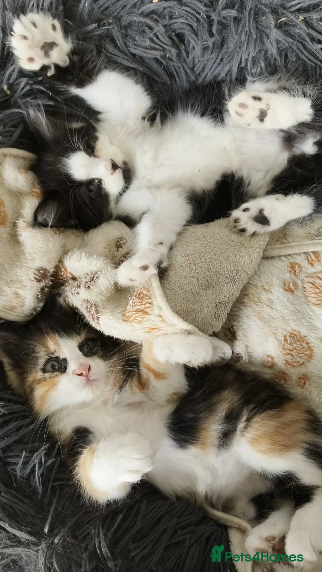 Ragdoll cats for sale: Ragdoll X kittens available to the best homes - Advert 2