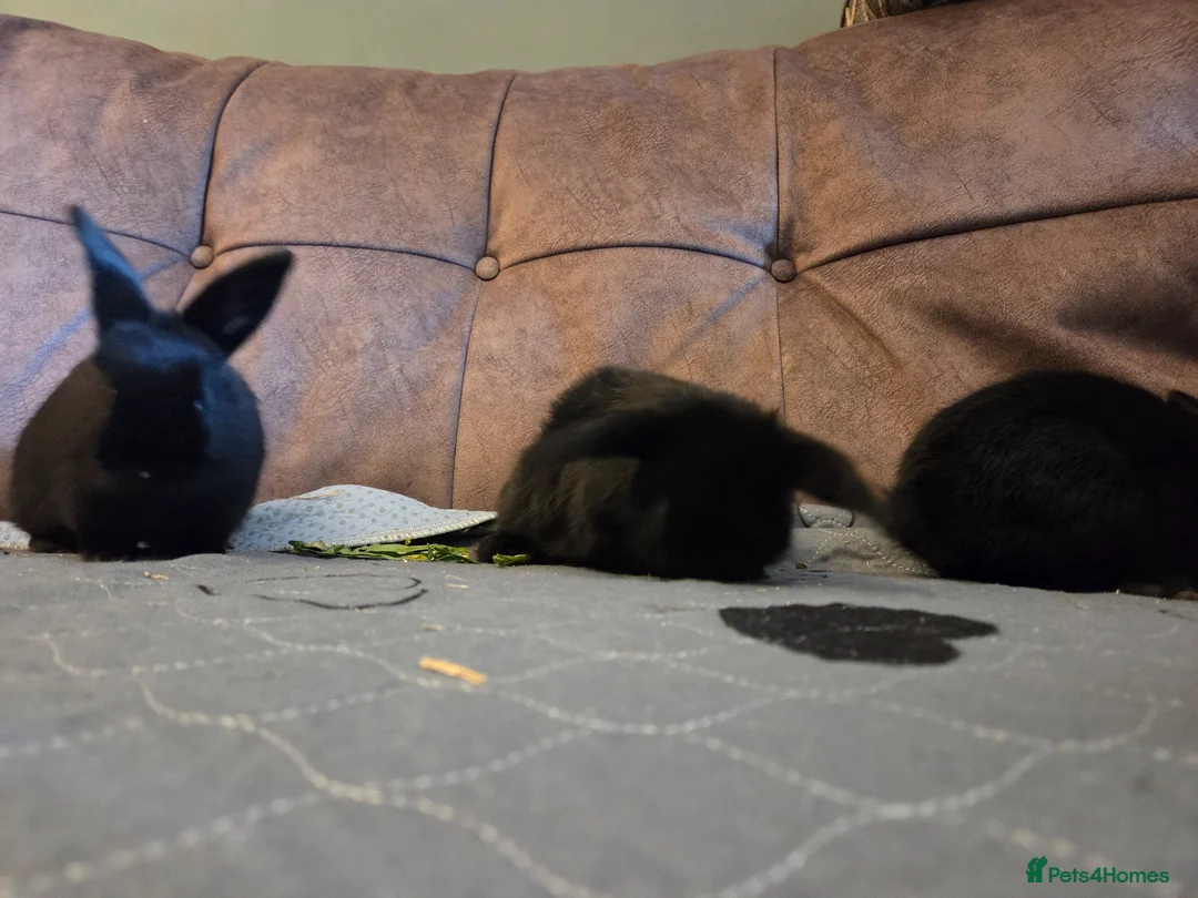 Mini Lop rabbits for sale: 8 week old baby mini lops ☆☆Ready Now - Advert 17