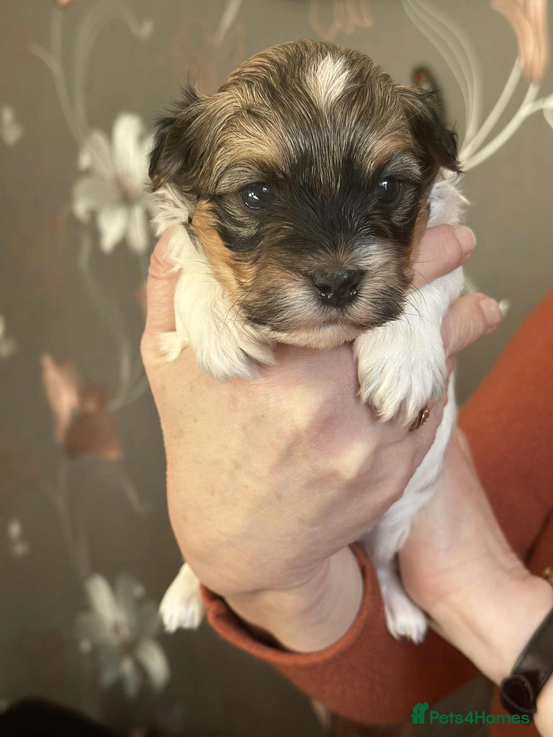 Havanese dogs for sale: Stunning House reared pure bred Havanese Babies  - Advert 1