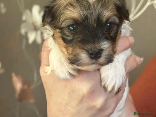 Havanese dogs Stunning House reared pure bred Havanese Babies - Advert 1