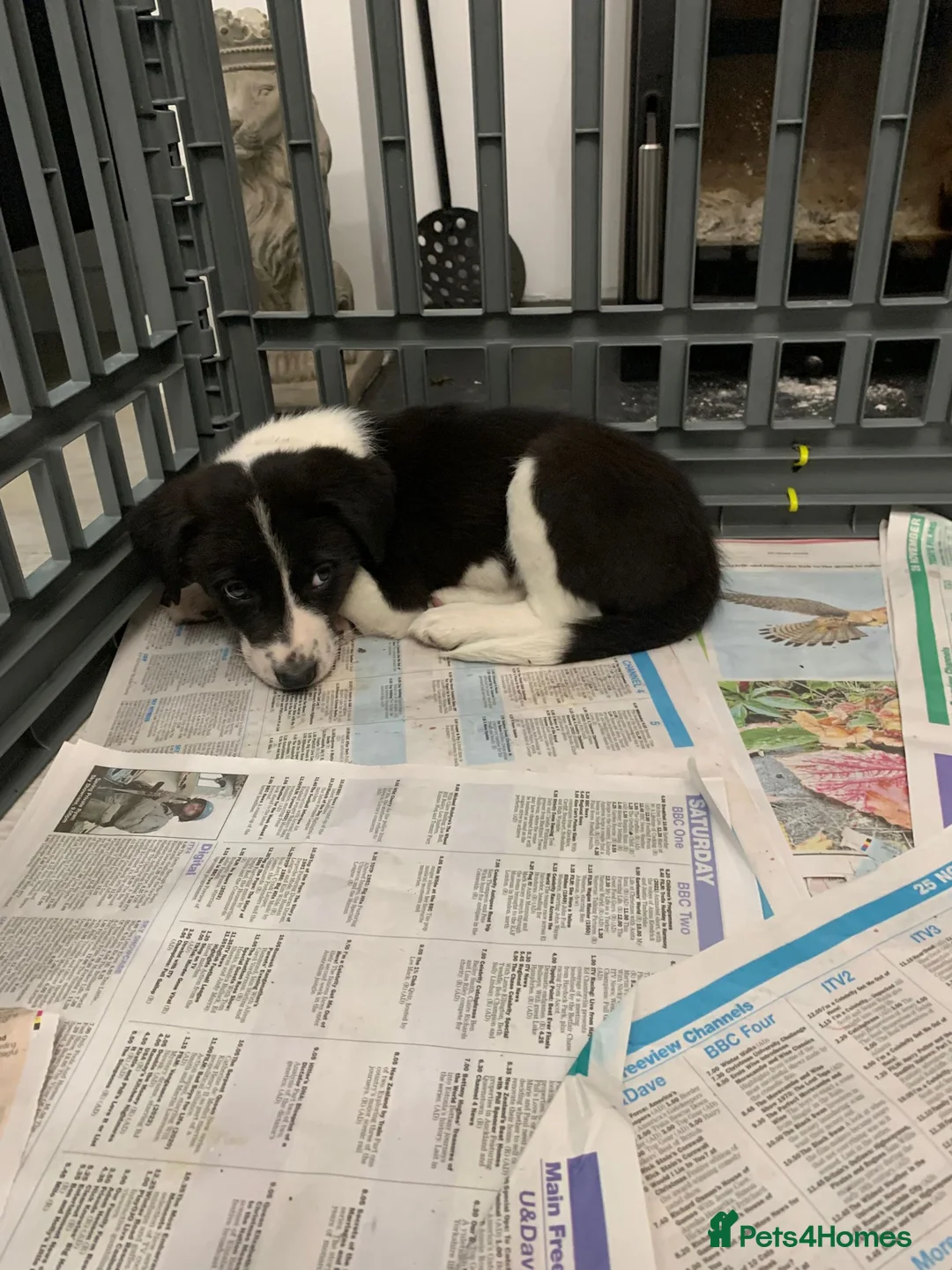 Mixed Breed dogs for sale: Old style Lurcher puppies - Advert 8