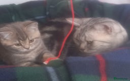 British Shorthair cats for sale: GCCF Registered BSH Kitten - Image 4
